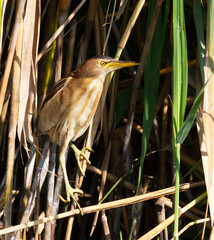 Little bittern, Ixobrychus minutus. The bird sits in the reed beds on the river bank