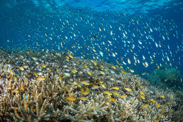 Naklejka na ściany i meble Abundant fish life schools above coral reef below liveaboard dive boat