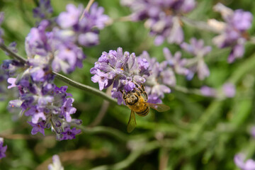 Eine Bine auf einer Lavendel Blüte 