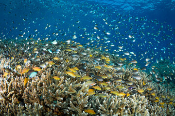 Fototapeta na wymiar Abundant fish life schools above coral reef below liveaboard dive boat