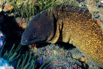 Yellow-edged moray