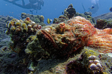 Fototapeta na wymiar Scorpionfish and diver