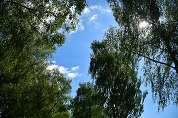 Hänge - Birken Bäume vor dem blauen Himmelk