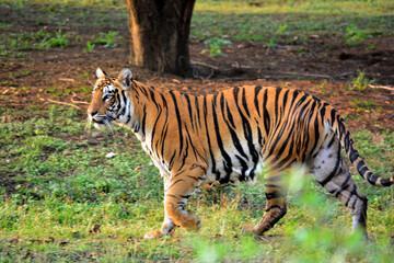 Fototapeta na wymiar RoyaL Bengal Tiger
