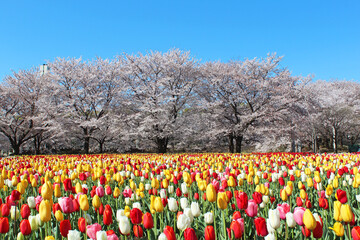 桜とチューリップのコラボレーション
