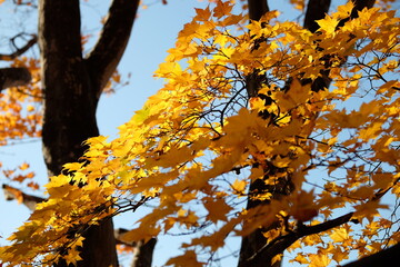 autumn tree in the park