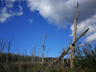 Dried out tree trunks on the background of blue sky