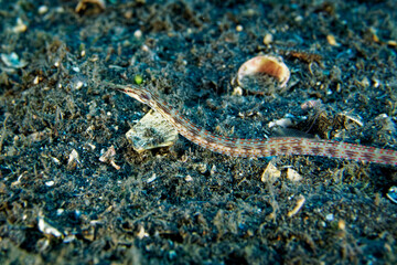 Spotted syngnathus