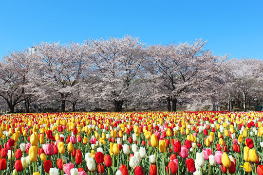 チュウリップ のストック写真 ロイヤリティフリーの画像 ベクター イラスト Adobe Stock