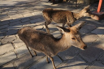 A local Japan deers in nara park, Nara prefecture, Japan, world heritage