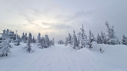 Obraz premium Outdoor panorama shot of two young fir trees in thick snow at the edge of a forest, for the perfect Christmas mood.