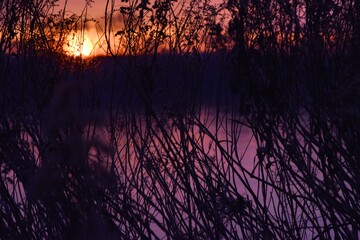 Wschód słońca nad Wisłą w okolicy Sandomierza, widok przez nawłocie i trawy