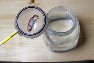 Big Death Colorful Cupang or Betta or Siamese Fighting fish