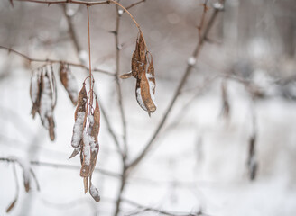 Tree branches Winter weather background