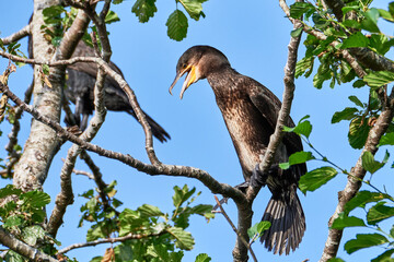 Kormoran (Phalacrocorax carbo) auf Baum sitzend