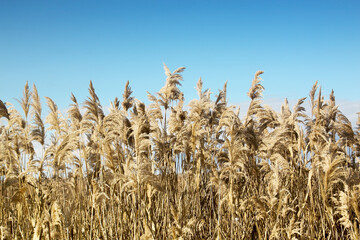 reeds in the field