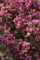 laurier-rose très florifère