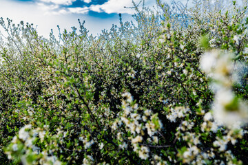 Fototapeta premium Wild lush shrub with small white flowers and petals with green leaves. Thin spring twigs with intensive growth