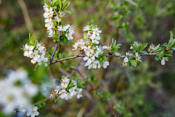 Wild lush shrub with small white flowers and petals with green leaves. Thin spring twigs with intensive growth