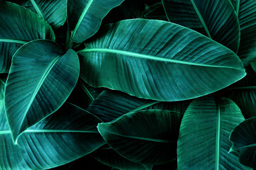 Obraz premium tropical banana leaf texture in garden, abstract green leaf, large palm foliage nature dark green background