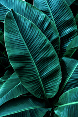 Obraz premium tropical banana leaf texture in garden, abstract green leaf, large palm foliage nature dark green background