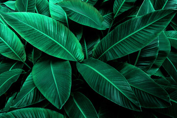 tropical banana leaf texture in garden, abstract green leaf, large palm foliage nature dark green background