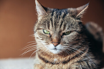 Funny portrait arrogant short-haired domestic tabby cat relaxing at home indoors. Little kitten lovely member of family playing in house. Pet care health and animal concept