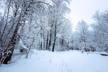 Fototapeta na wymiar Winter landscape with snow-covered trees in the forest.