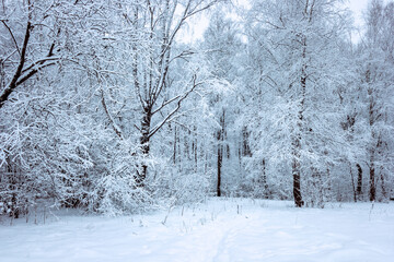 Winter landscape with snow-covered trees in the forest.
