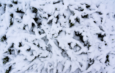 A conifer tree covered with snow photographed from bird's eye view, winter texture for backgrounds...