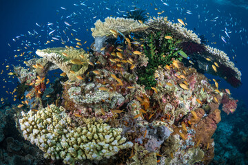 Naklejka na ściany i meble Scuba diving pristine coral reef ecosystem with lots of colorful corals and fish 