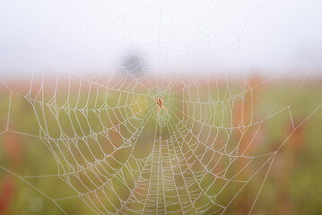 Small spider on its net in the walley. Wild nature