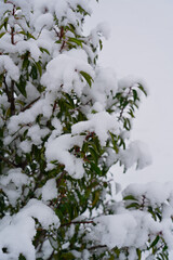 Bare bushes with few leaves are covered by snow, concept of winter beginning and snowfall