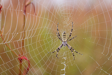 Close-up shot of a spider on its net early in the misty morning. Dew on spider web