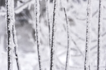 Fototapeta premium The branches of the tree are covered with snow and frost
