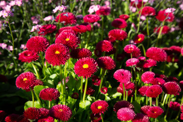 flowers in sunny garden