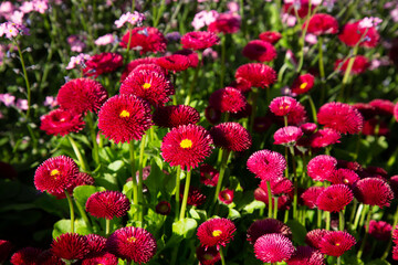 flowers in sunny garden