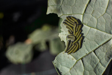 plant caterpillars eating a leaf - 402810768