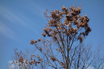 枯れ葉と青空