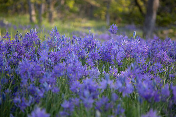 field of purple flowers 