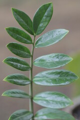 Leaf