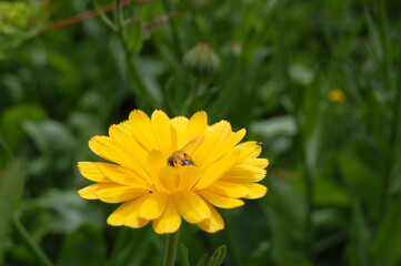 Bee sitting on a yellow flower.