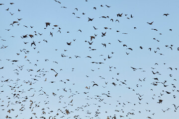 landscape with blackbirds in winter. - 402811526