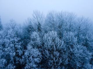 Frozen trees in a cold and foggy winter wonderland.