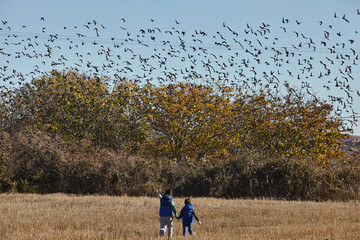 two boys walking on a field full of blackbirds - 402811730