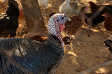 closeup view of a turkey. - 402811987