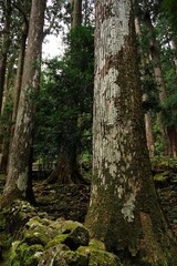 Sacred Cedar Tree in the forest at Kumano Kodo, Daimonzaka Slope in Wakayama, Japan