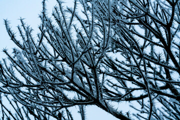 Frost crystals on the branches of a tree in the middle of winter. 