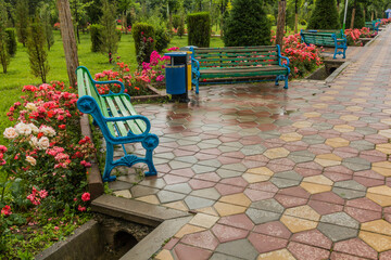 Fototapeta premium Blossoming roses in Rudaki Park in Dushanbe, capital of Tajikistan