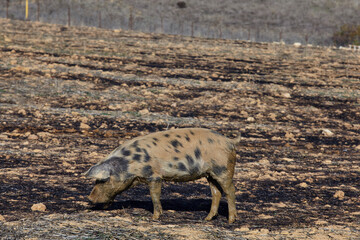 pig in a field searching for food. - 402812705